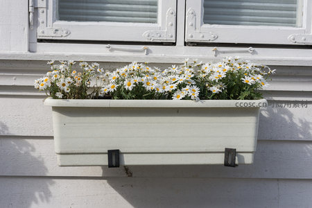 窗台雏菊绽放，白色花盆点缀温馨家居