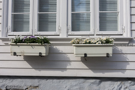 双窗台花箱，紫白花卉相映成趣