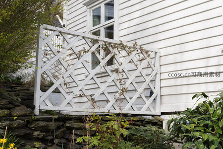 白色格栅围栏缠绕藤蔓，绿意盎然