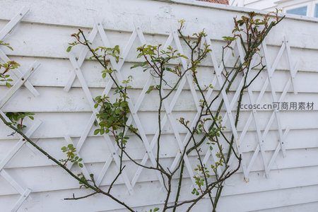 新生玫瑰枝条攀爬在白色伸缩格栅墙上