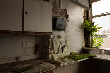 破败厨房角落的顽强绿植