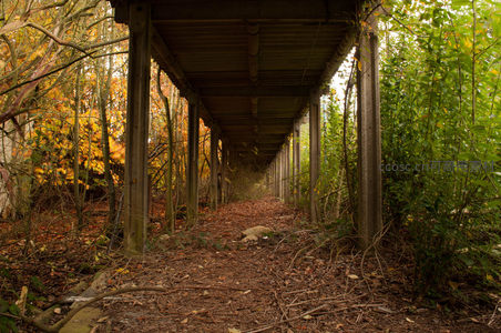 林间废弃长廊被秋叶与绿植包围
