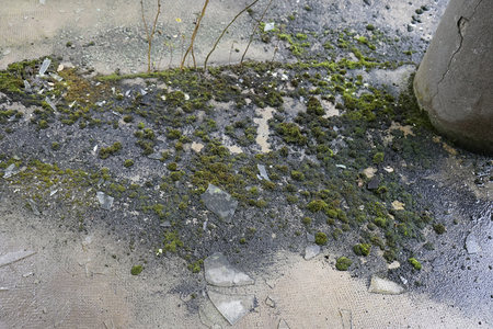 苔藓在碎玻璃间顽强生长的地面微距