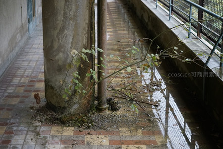 柱基旁顽强生长的绿植与积水