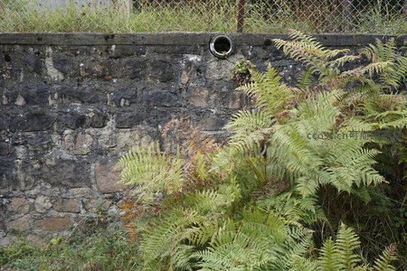 蕨类丛生的石墙，自然与人造交融