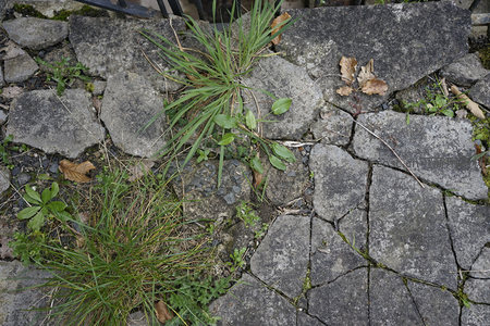 石缝中的顽强绿意，自然与人造的边界
