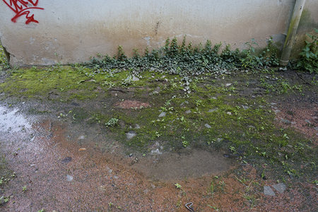 墙角青苔蔓延，红砖小径湿润