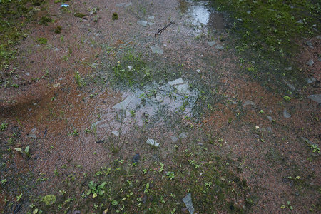 雨后泥泞小径与青苔碎石