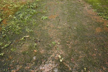 湿漉漉的苔藓地面特写