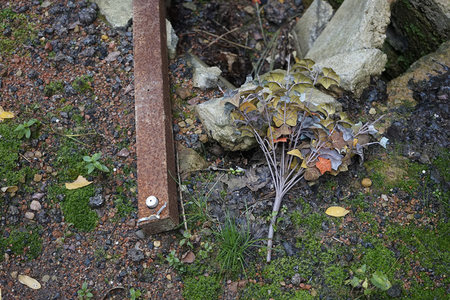 石缝中顽强生长的植物