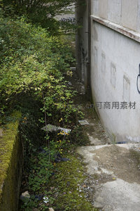 废弃墙角的绿植与苔藓共生景象