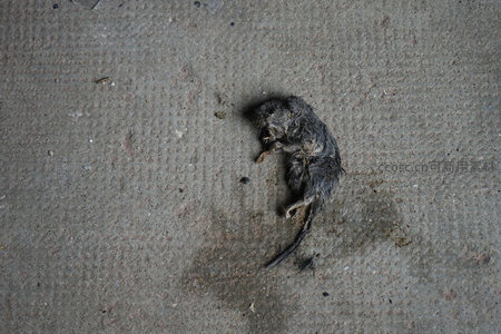 水泥地上一只死去的老鼠特写