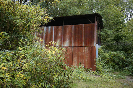 林中锈蚀铁皮小屋，绿植半掩显隐秘