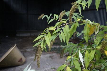 绿叶繁茂的枝条在废弃厂房前随风摇曳