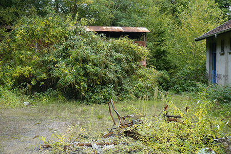 绿植包围的废弃小屋，锈顶棚下是荒芜
