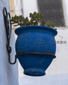 蓝色陶盆中的多肉植物