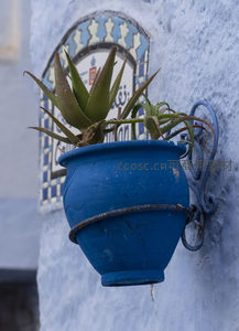 蓝盆芦荟点缀白色墙角