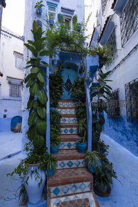 绿植环绕的蓝色拱门庭院