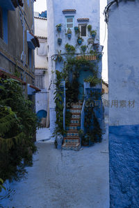 绿植环绕的蓝色庭院入口，生机盎然