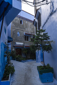 深巷中的异域庭院，青松与彩绘墙构成静谧角落