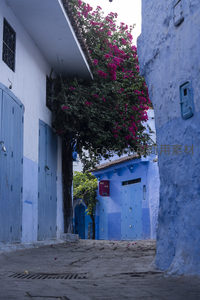 蓝白巷陌花影摇曳