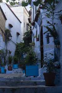 阶梯绿植点缀蓝墙