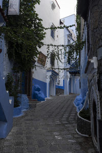 舍夫沙万古巷中的藤蔓与光影