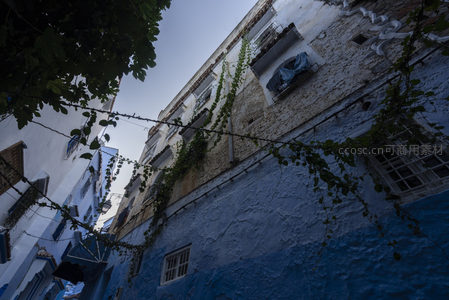 藤蔓攀爬的蓝白墙面仰视视角