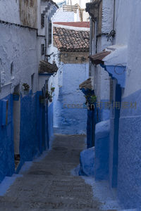 蓝白相间阶梯巷，绿植点缀古韵