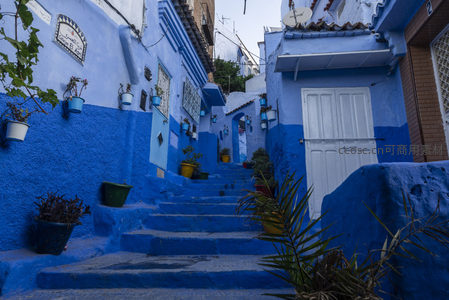 蓝阶上的绿意生机