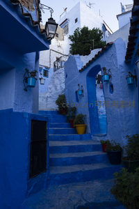 蓝阶绿植，生活气息