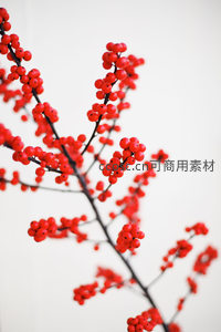 红果枝头点缀冬日