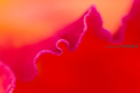 花瓣边缘的柔美曲线