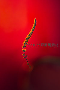 微距下的植物花穗剪影