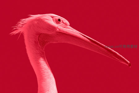 粉红鹈鹕侧颜特写，优雅长喙与柔顺羽毛
