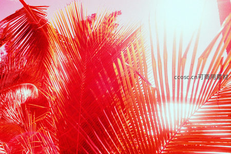 炽热阳光穿透的红色棕榈叶特写