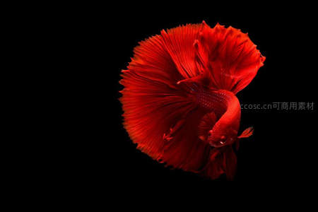 黑底映衬下舞动的红色斗鱼