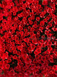 铺满画面的鲜红郁金香花海