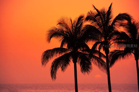 夕阳西下棕榈树剪影海景