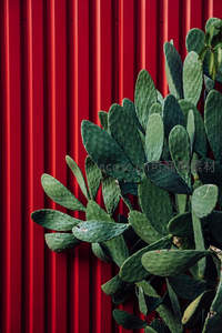 仙人掌绿叶映衬红色波纹墙