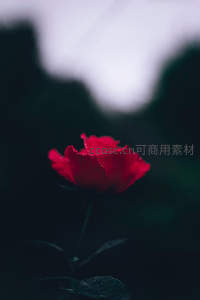 暗影中的红玫瑰，花瓣上凝着露珠