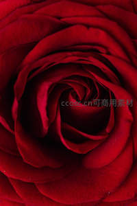 深红玫瑰花心特写，层层叠叠如漩涡