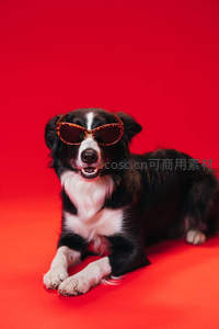 戴墨镜的萌宠边牧酷照