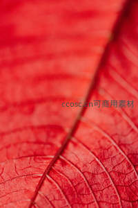 红色叶片的细腻纹理微距