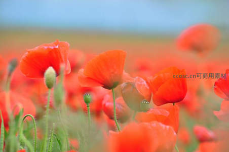 晨雾中绽放的红色罂粟花海