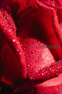 微距镜头下玫瑰花瓣露珠