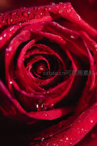 水珠点缀的深红玫瑰特写