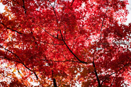 秋日枫叶如火，绚烂夺目