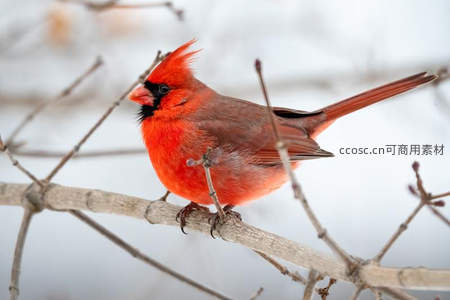 雪中北美红雀栖息枯枝头