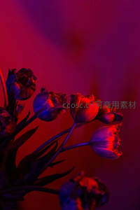 霓虹光影中枯萎郁金香，颓废美